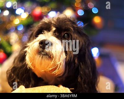 Weihnachten Hund Stockfoto