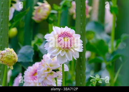 Die zarten rosafarbenen Dahlienblüten zeigen mehrschichtige Blütenblätter im üppigen grünen Garten Stockfoto