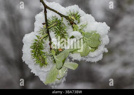 Baumzweig und Blumen unter dem Schnee im Frühjahr Stockfoto