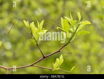 Nahaufnahme junger Ziziphus jujujujuba-Triebe Blätter, die im frühen Frühjahr auf Ästen auftauchen, ubtropische Bäume, Frühlingsblattsprossen Stockfoto