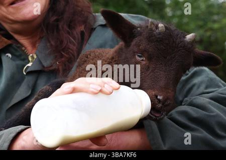 Bridford, Devon, Großbritannien. April 2025. Manx Loaghtan Lamb wird auf der Shooting Box Farm in Bridford von Hand gefüttert. Der Manx Loaghtan ist eine seltene Rasse gehörnter Schafe. Bridford, Devon, Großbritannien. Stockfoto