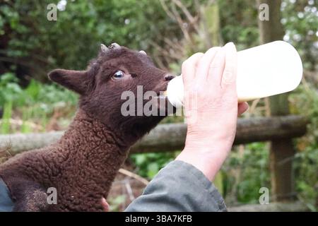 Bridford, Devon, Großbritannien. April 2025. Manx Loaghtan Lamb wird auf der Shooting Box Farm in Bridford von Hand gefüttert. Der Manx Loaghtan ist eine seltene Rasse gehörnter Schafe. Bridford, Devon, Großbritannien. Stockfoto