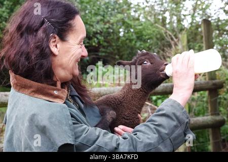 Bridford, Devon, Großbritannien. April 2025. Manx Loaghtan Lamb wird auf der Shooting Box Farm in Bridford von Hand gefüttert. Der Manx Loaghtan ist eine seltene Rasse gehörnter Schafe. Bridford, Devon, Großbritannien. Stockfoto