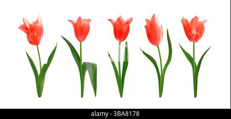 Rote, realistische Tulpenblüten. Satz von hellen frischen Tulpen des Frühlings isoliert auf weißem Hintergrund. Perfekt für Blumensträuße, Blumenarrangements und Urlaubsdesign Stock Vektor