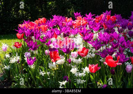 Tulpen: Tulipa 'Synaeda Amor', 'Purple Dream' und 'Pink Impression' mit Narzisse 'Thalia'. Stockfoto