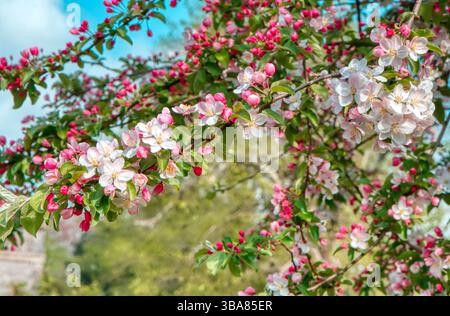 Krabbenapfel in Blüte in den Gärten des Hinton Ampner Country House, Hampshire, Großbritannien Stockfoto