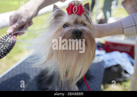 Yorkshire Terrier mit roter Schleife wird gebürstet Stockfoto