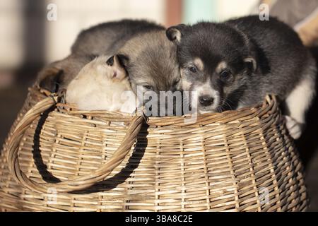 Süße, flauschige Welpen, die in einem Korb sitzen Stockfoto