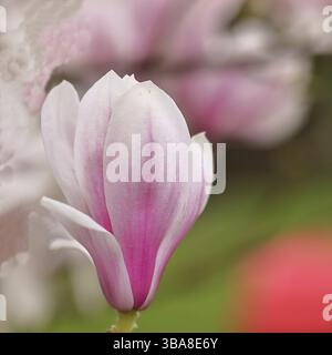 Tulpenmagnolie (Magnolia x soulangeana), Einzelblüte, Wilnsdorf, Nordrhein-Westfalen, Deutschland, Europa Stockfoto