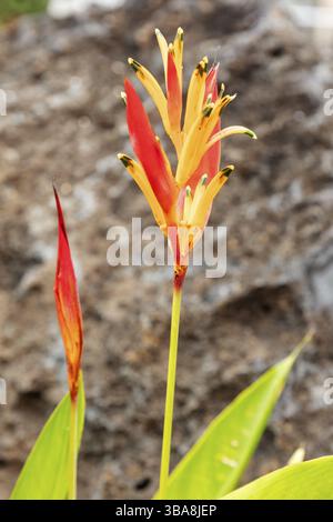 Paradiesvogel (Heliconia psittacorum), San Cristobal, Galapagos, Ecuador, Südamerika Stockfoto