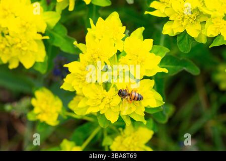 Eine Honigbiene (APIs mellifera) auf den Blüten eines Kissenstifts (Euphorbia epithymoides) Stockfoto