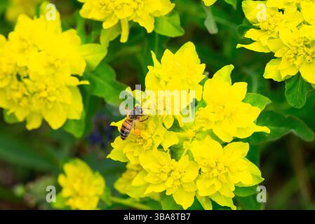 Eine Honigbiene (APIs mellifera) auf den Blüten eines Kissenstifts (Euphorbia epithymoides) Stockfoto