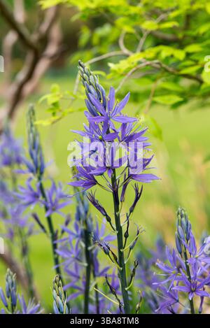 Eine Camassia mit sternförmigen blauen Blüten Stockfoto