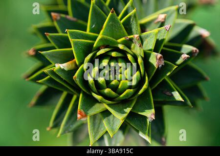 Eine Nahaufnahme des Endes eines Asts eines Affen-Puzzlebaums (Araucaria araucana), der mit einem Blatt bedeckt ist Stockfoto