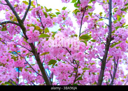 Lebendiger Kirschblütenbaum mit rosa Blumen, aus nächster Nähe während der hellen Frühlingssaison, die das Wesen der Schönheit der Natur einfangen Stockfoto