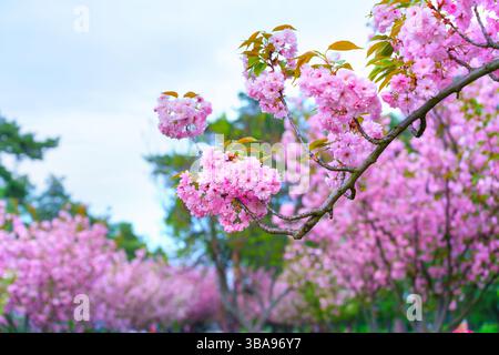 Aus nächster Nähe sehen Sie rosa Kirschblüten auf Ästen in einem lebhaften Park im Frühling und zeigen die Schönheit und Frische der Natur. Stockfoto