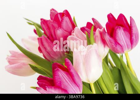 Frühlingsfrische bunte Tulpen isoliert auf weißem Hintergrund. Herzlichen Glückwunsch. Valentinstag, Frühling, Ostern. Platz für Text, KvGtnice, Tschechische Repub Stockfoto