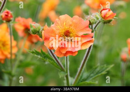Total Tangerine. Avens Totally Tangerine, eine blühende, lange blühende Staude in einem Gartenboder im Spätfrühling. UK Stockfoto