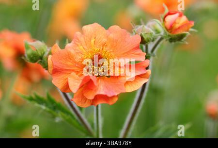Total Tangerine. Avens Totally Tangerine, eine blühende, lange blühende Staude in einem Gartenboder im Spätfrühling. UK Stockfoto