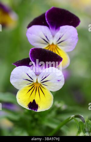 Viola Cornuta Johnny Jump up blüht im Mai, Frühling, Großbritannien. Stockfoto