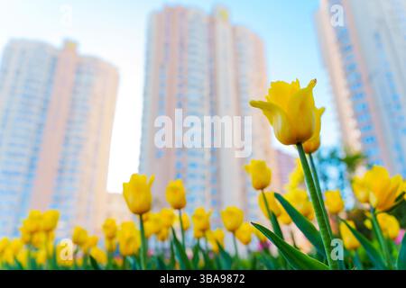 Nahaufnahme von hellgelben Tulpen in einem Blumenbeet vor dem Hintergrund moderner Hochhäuser bei Tageslicht, die die Natur inmitten der Stadt zeigen Stockfoto