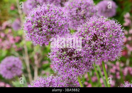 Allium Globemaster pflanzt in einer Gartengrenze des späten Frühlings. Zierzwiebeln. UK Stockfoto