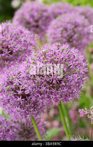 Allium Globemaster pflanzt in einer Gartengrenze des späten Frühlings. Zierzwiebeln. UK Stockfoto