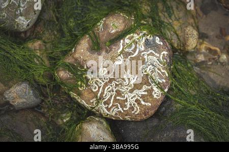 Felsen und Moos auf dem Meeresboden bei Ebbe an der jurrassischen Küste in südengland, charmouth Beach, vereinigtes Königreich Stockfoto