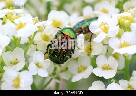Europäische Rosenscheuer, Cetonia aurata, auf Meerkohl Blüten. UK Stockfoto