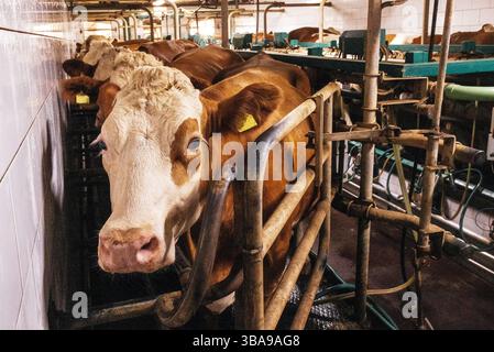 Kühe in Stühlen auf einem modernen Milchbetrieb. Tiere in einem Kuhstall eines landwirtschaftlichen Betriebs. Maschinelles Melken von Rindern. Kopierbereich Stockfoto