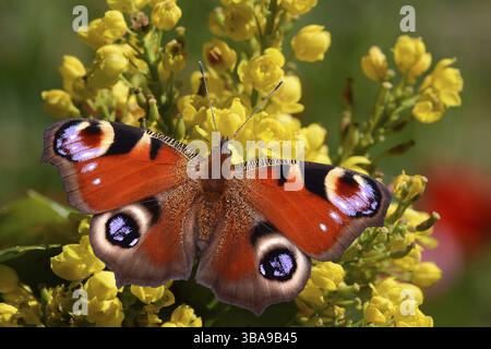 Tagpfauenauge Stockfoto