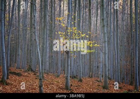 Tiefer Wald im Tal des Black Stolpich Creek in Herbstfarben. Region Liberec, Tschechische Republik, Europa Stockfoto