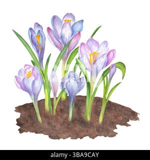 Zarte Frühlingskrokusse, die aus dem Boden wachsen. Weiche lila, blaue und rosa Blüten mit grünen Blättern. Frühlingsgarten Clipart. Handgezogenes Wasserkol Stockfoto