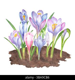 Frühlingsgartenblumen im Boden. Weiche violette, blaue und rosa Krokusse mit grünen Blättern. Frühjahrs-Clipart. Handgezeichnete Aquarellillustration. Fo Stockfoto