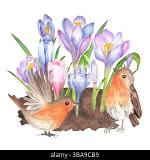 Frühlingsgartenblumen im Boden und robinvögel. Weiche violette, blaue und rosa Krokusse mit grünen Blättern. Frühjahrs-Clipart. Handgezeichnetes Aquarell Stockfoto