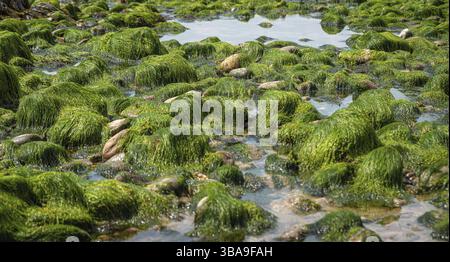 Felsen und Moos auf dem Meeresboden bei Ebbe an der jurrassischen Küste in südengland, charmouth Beach, vereinigtes Königreich Stockfoto