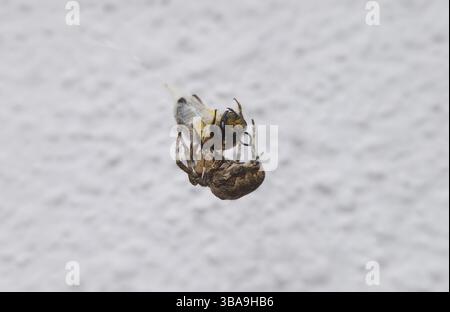 Die Kreuz-Orbweaver-Spinne fängt eine Biene ein und wickelt sie in ihr Netz, während sie das seidenbedeckte Insekt hält. Naturszene der Interaktion von Raubtieren und Beute, Showca Stockfoto