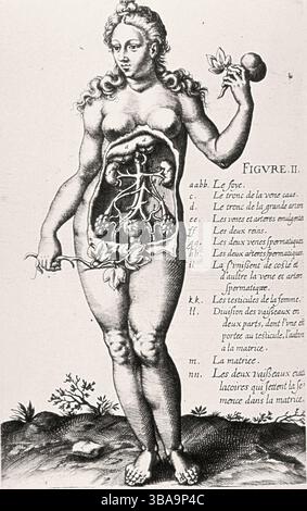 Anatomie des weiblichen Urogenitalsystems - historische Gravur Stockfoto