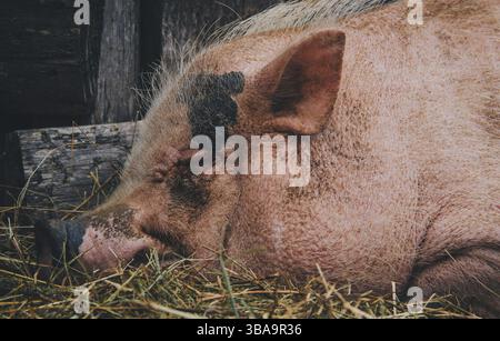 Nahaufnahme von einem Schwein an einer französischen Farm Stockfoto