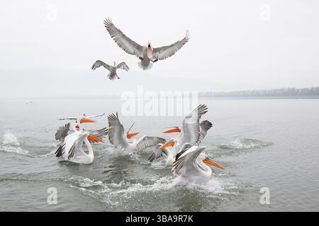 Herde dalmatinischer Pelicaner (Pelecanus crispus), die sich am See Kerkini in Griechenland ernähren Stockfoto