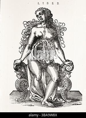 Weibliches Urogenitalsystem - historische Gravur Stockfoto