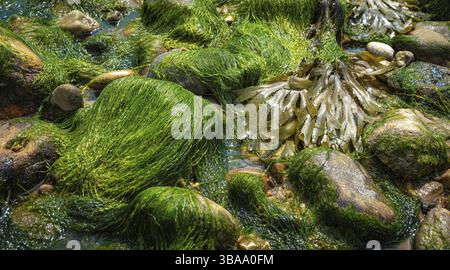 Felsen und Moos auf dem Meeresboden bei Ebbe an der jurrassischen Küste in südengland, charmouth Beach, vereinigtes Königreich Stockfoto