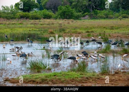 Maraboustorch (Leptoptilos crumeniferus), Pelikan mit rosafarbenem Rücken (Pelecanus rufescens), Gelbschnabelstorch, Mycteria ibis) und andere Wasservögel füttern Stockfoto