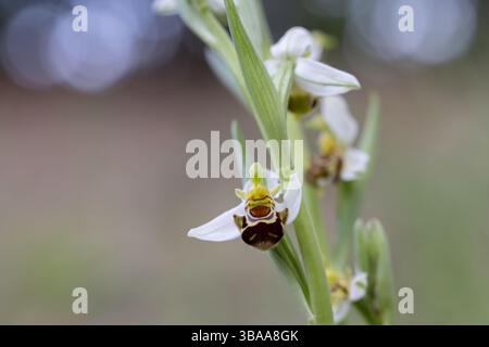 Nahaufnahme der BienenOrchidee (ophrys apifera) Stockfoto
