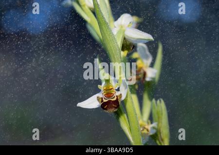 BienenOrchidee im Frühlingsregennebel Stockfoto