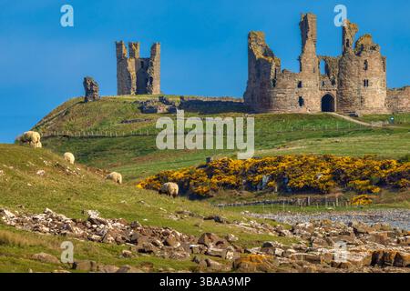 Ein Blick auf einen sonnigen Morgen im Frühling mit Blick auf Dunstanburgh Castle an der Northumberland Coast von Craster mit blühenden Ginster und Schafen Stockfoto
