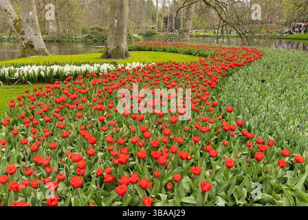 Tulip Display im Keukenhof, in der Nähe von Amsterdam, Holland Stockfoto