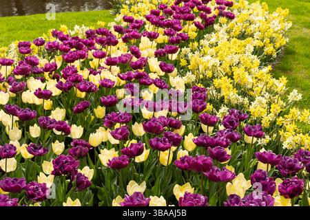 Tulip Display im Keukenhof, in der Nähe von Amsterdam, Holland Stockfoto