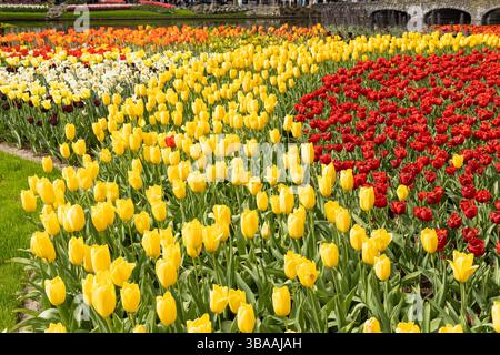 Tulip Display im Keukenhof, in der Nähe von Amsterdam, Holland Stockfoto