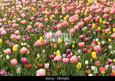 Tulip Display im Keukenhof, in der Nähe von Amsterdam, Holland Stockfoto